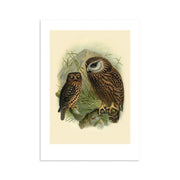 The Ruru Bullers Bird Print is an archival quality illustration of two brown owls with patterned feathers on a branch, set against a neutral backdrop with green foliage and distant mountains. Made in New Zealand.