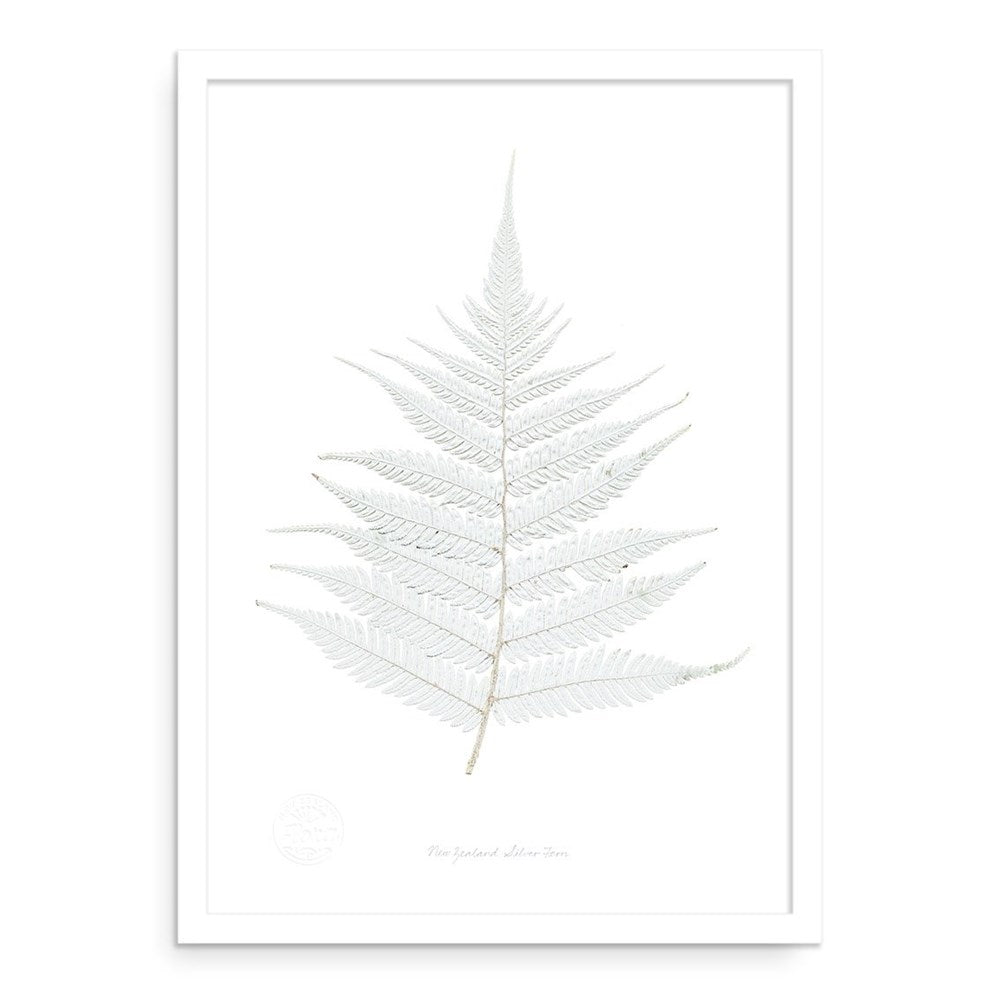 The Flora Silver Fern A2 Print features a detailed white illustration of New Zealand’s iconic foliage, printed on quality art paper. Visible fronds and veins are highlighted. Available in a simple white frame or unframed.