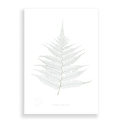 The Flora Silver Fern A2 Print features a detailed silver fern frond, symbolizing New Zealand flora, centered on a white background in light silvery tones. Printed on art paper; framed options are available.