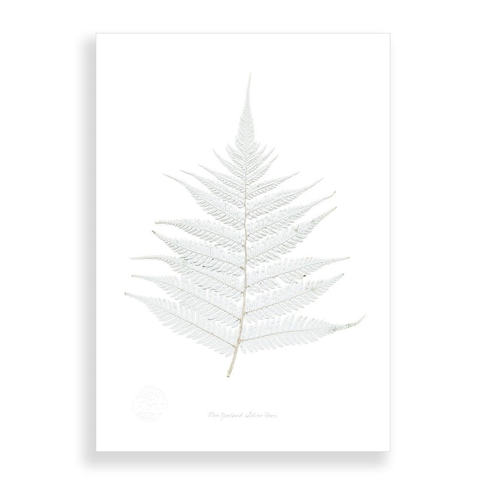 The Flora Silver Fern A2 Print features a detailed silver fern frond, symbolizing New Zealand flora, centered on a white background in light silvery tones. Printed on art paper; framed options are available.