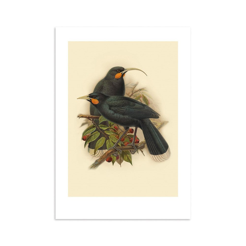 The Huia Bullers Bird Print features two black Bullers Birds with long, curved beaks and orange neck markings, perched on a leafy branch with red berries against a beige background. Archival quality print made in New Zealand.