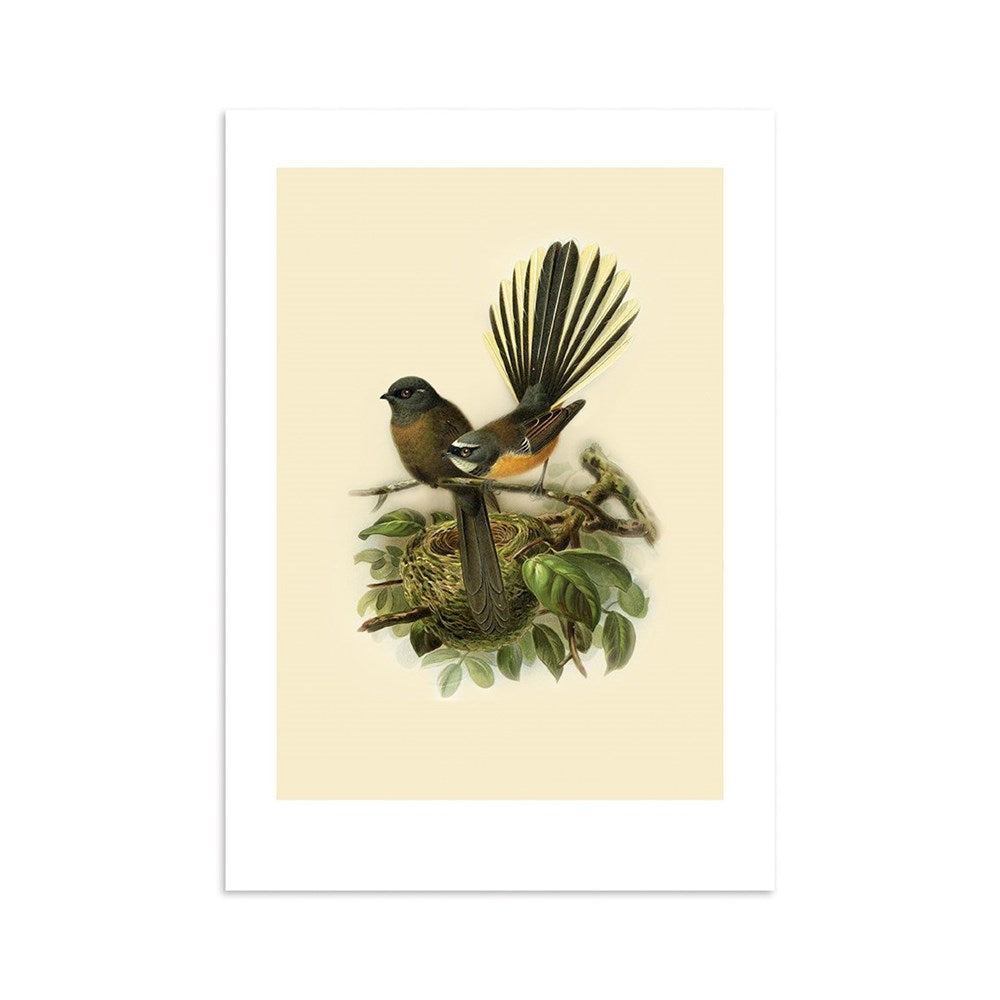 The Fantail Bullers Bird Print is an archival quality illustration from New Zealand, featuring two small birds on branches above a nest with eggs amid green leaves; one bird faces forward with its tail fanned out, the other is shown sideways.