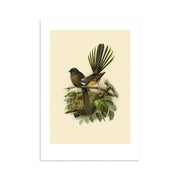 The Fantail Bullers Bird Print is an archival quality illustration from New Zealand, featuring two small birds on branches above a nest with eggs amid green leaves; one bird faces forward with its tail fanned out, the other is shown sideways.