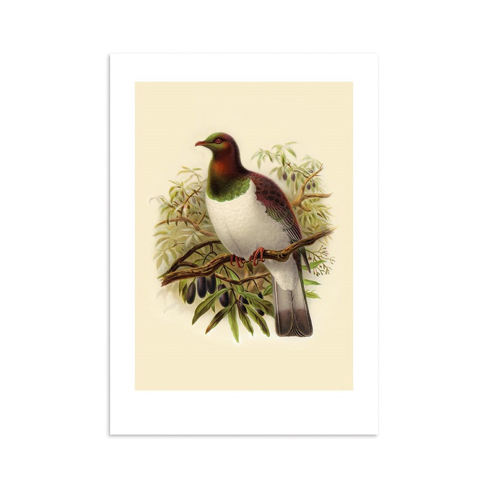 The Kereru Bullers Bird Print depicts a bird with a dark green head, white chest, and reddish-brown wings on a leafy branch with dark berries, set against a light beige background. Archival quality print.