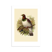 The Kereru Bullers Bird Print depicts a bird with a dark green head, white chest, and reddish-brown wings on a leafy branch with dark berries, set against a light beige background. Archival quality print.