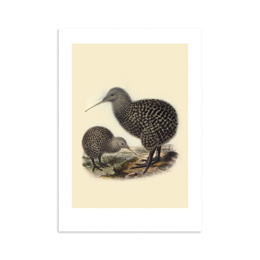 The Kiwi Bullers Bird Print features two brown, speckled kiwis on the ground against a light background. Inspired by Bullers Birds, this archival-quality art print is made in New Zealand. One kiwi stands tall while the other forages.