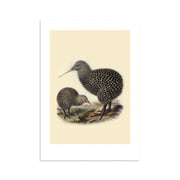The Kiwi Bullers Bird Print features two brown, speckled kiwis on the ground against a light background. Inspired by Bullers Birds, this archival-quality art print is made in New Zealand. One kiwi stands tall while the other forages.