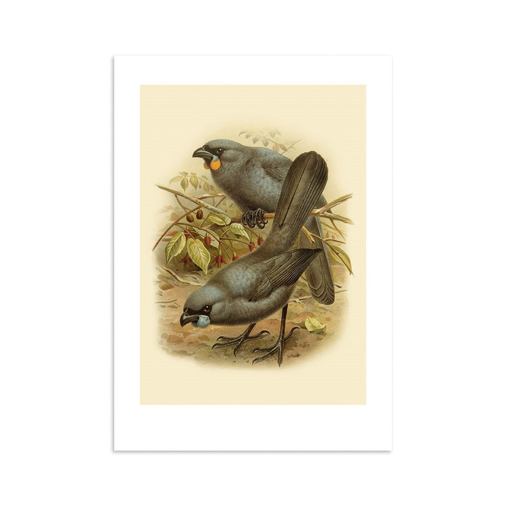 The Kokako Bullers Bird Print shows two grayish-black birds with large beaks by leafy branches, one holding a round orange fruit, set against a light beige background—offered as an archival quality print.