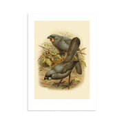 The Kokako Bullers Bird Print shows two grayish-black birds with large beaks by leafy branches, one holding a round orange fruit, set against a light beige background—offered as an archival quality print.