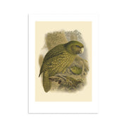 The Kakapo Bullers Bird Print is an archival-quality vintage illustration depicting a green, flightless parrot with mottled feathers, a pale beak, and rounded body on a branch against a forested background, with another bird partly visible below.