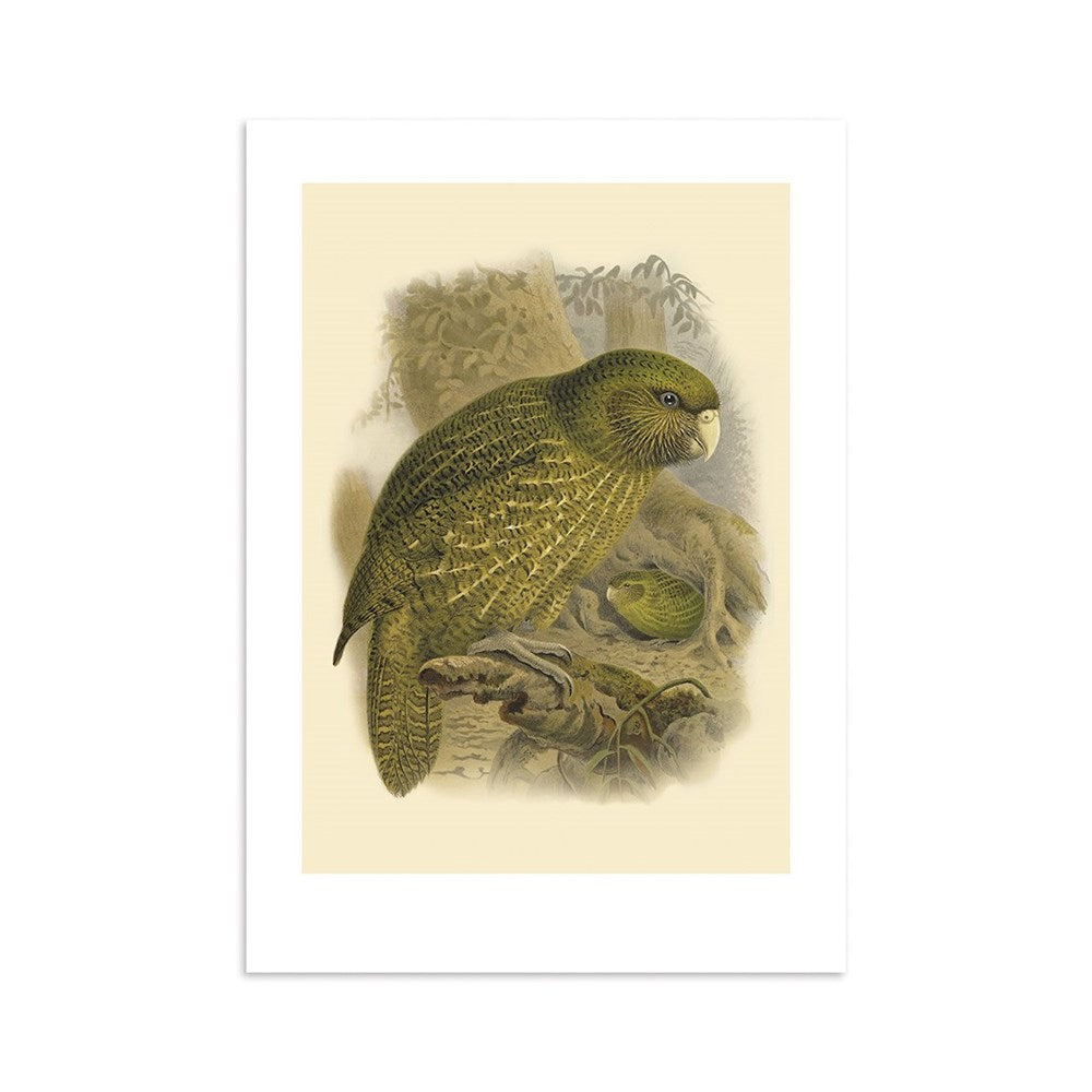 The Kakapo Bullers Bird Print is an archival-quality vintage illustration depicting a green, flightless parrot with mottled feathers, a pale beak, and rounded body on a branch against a forested background, with another bird partly visible below.