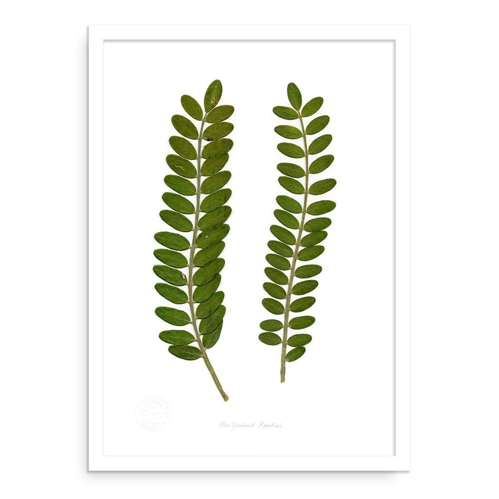 The Flora Kowhai A2 Print features two green fern fronds with oval leaflets, arranged side by side on a white background. The centered image highlights New Zealand flora within a crisp, white rectangular frame.