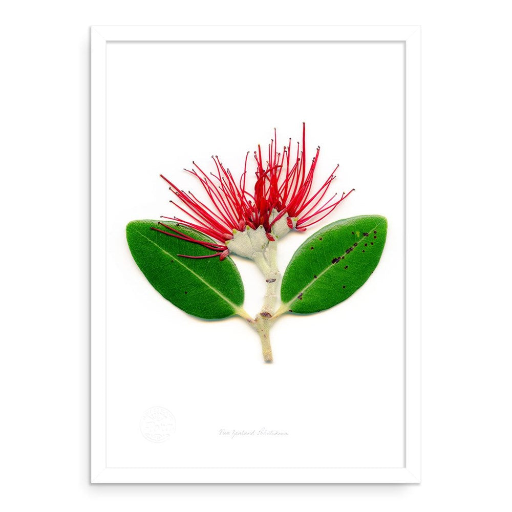 The Flora Pohutukawa Portrait A2 Print is a framed art paper print featuring a botanical illustration of New Zealand’s pōhutukawa flower with vivid red stamens and green leaves, showcasing native flora against a white background.