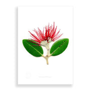 The Flora Pohutukawa Portrait A2 Print features a single stem with three green, spotty leaves and a red, spiky flower inspired by New Zealand flora, all centered on a white background in a subtle 3D paper art style.