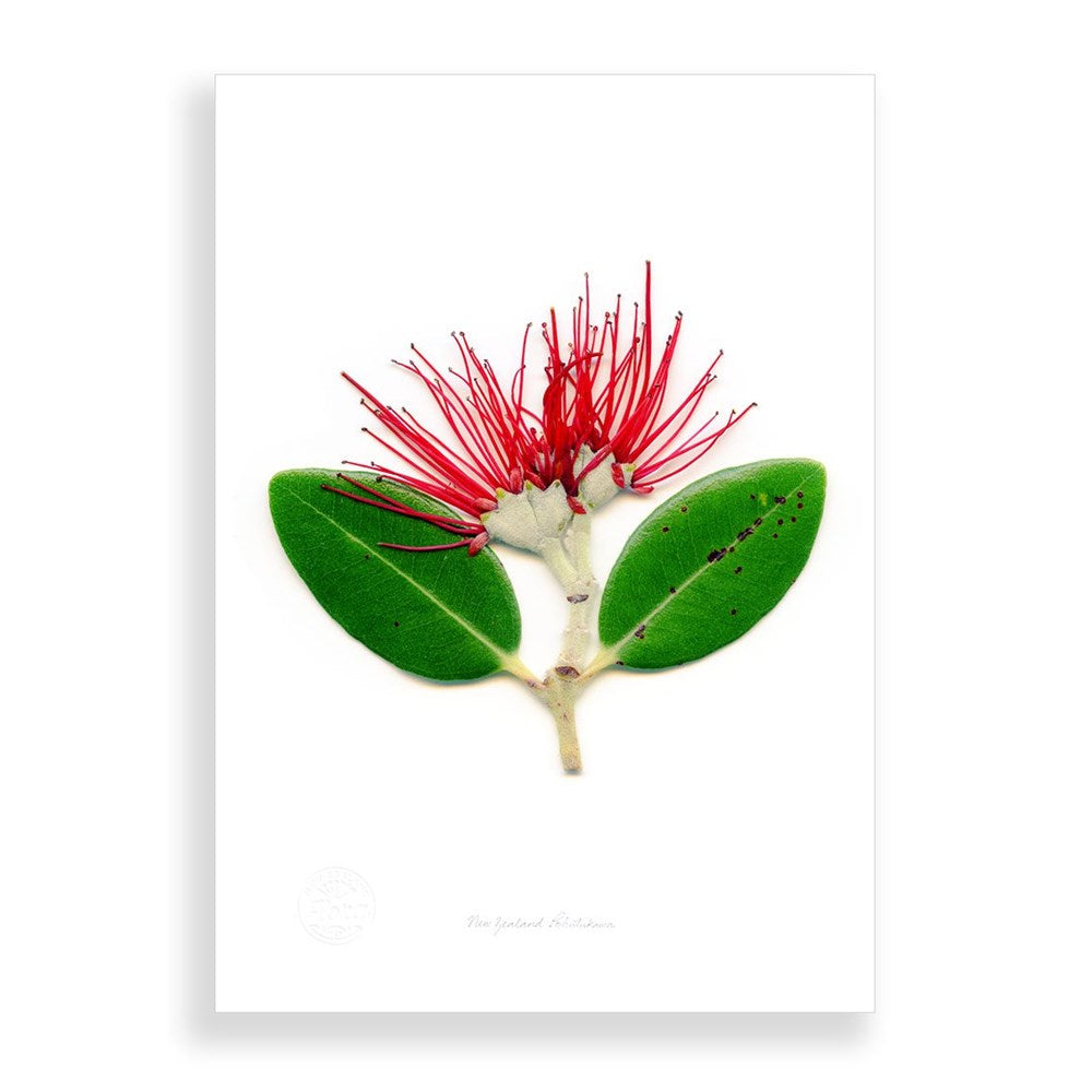 The Flora Pohutukawa Portrait A2 Print features a single stem with three green, spotty leaves and a red, spiky flower inspired by New Zealand flora, all centered on a white background in a subtle 3D paper art style.