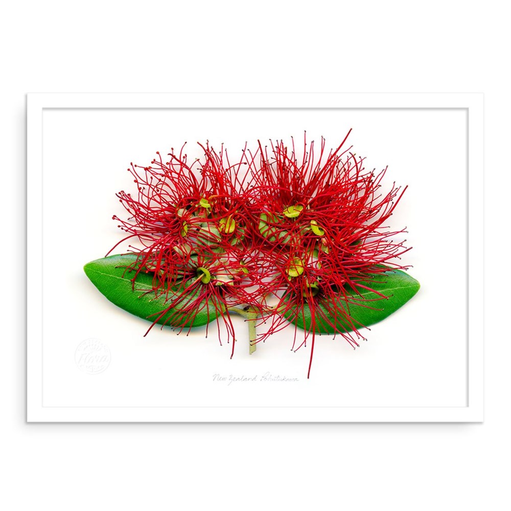 The Flora Pohutukawa Landscape A2 Print features vivid red New Zealand pōhutukawa flowers with striking stamens and yellow tips, set on green leaves in a white frame. This 3D-style artwork celebrates NZ flora on a clean white background.