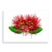 The Flora Pohutukawa Landscape A2 Print showcases a vibrant red pohutukawa flower with slender stamens and green leaves on a white background, highlighting the unique beauty of New Zealand flora in striking 3D style.