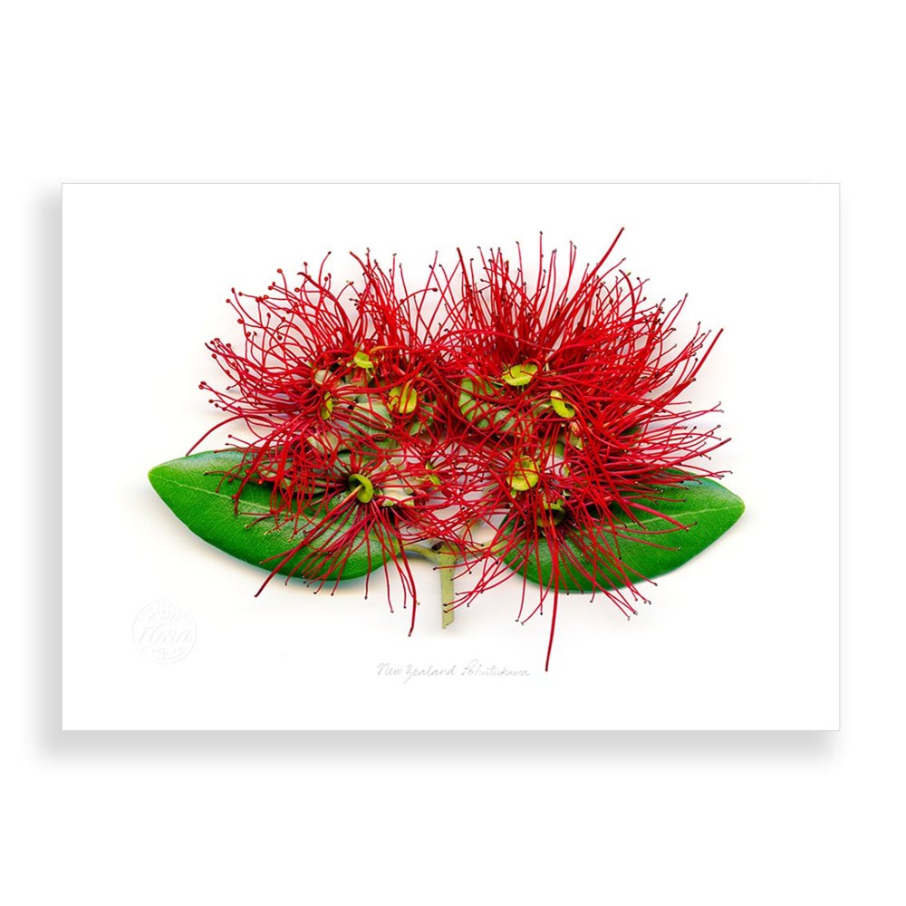 The Flora Pohutukawa Landscape A2 Print showcases a vibrant red pohutukawa flower with slender stamens and green leaves on a white background, highlighting the unique beauty of New Zealand flora in striking 3D style.