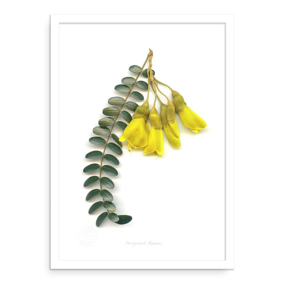 Flora Kowhai Flower Group A2 Print: A 3D-style botanical illustration of a Kowhai plant with a green, curved leaflet stem on the left and four yellow bell-shaped flowers on the right, set against a white background—celebrating New Zealand flora.