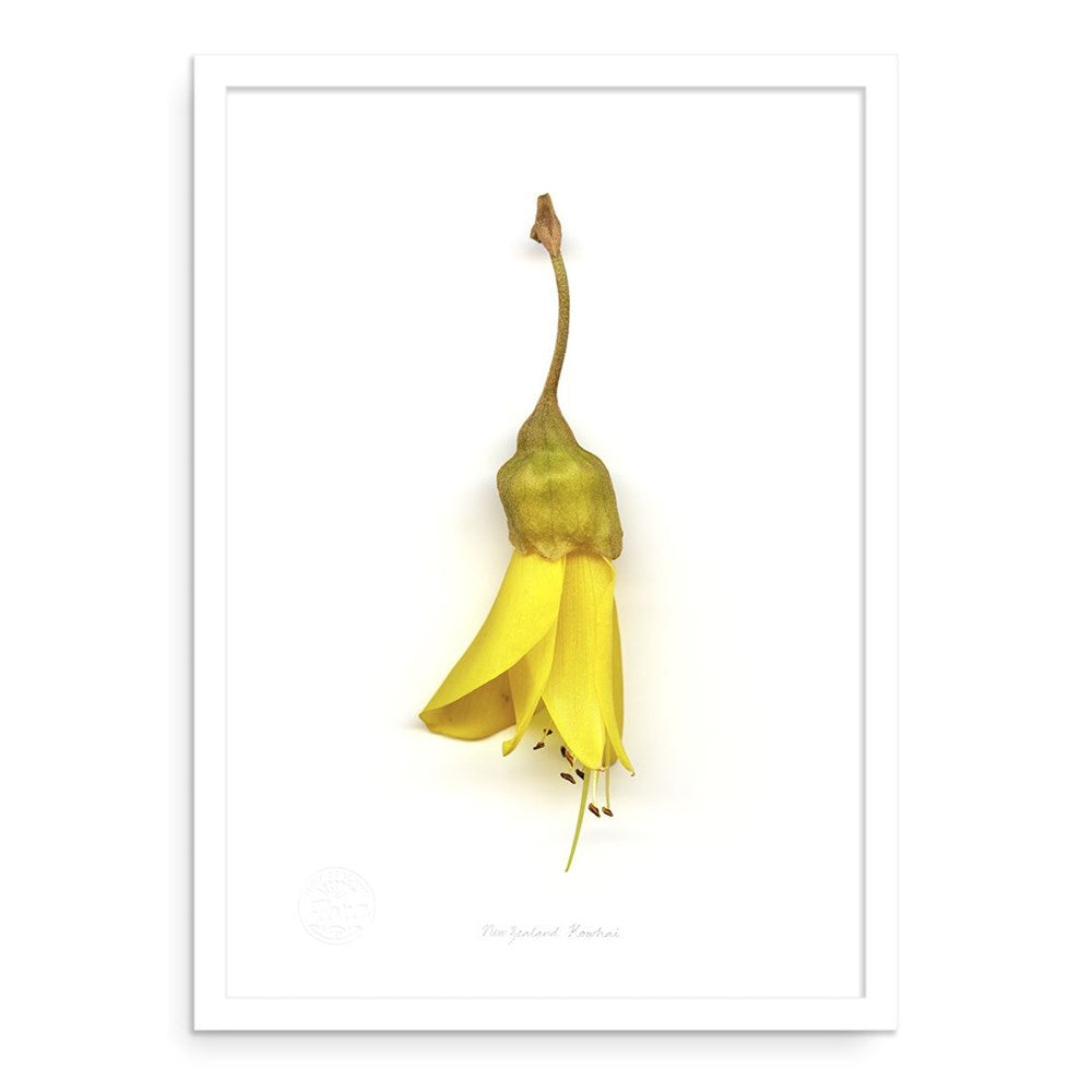The Flora Kowhai Flower Single A2 Print features a vibrant yellow New Zealand kowhai flower with a green stem and brown base, displayed vertically on a plain white backdrop and centered in a white frame for an elegant, fine art look.