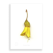 The Flora Kowhai Flower Single A2 Print features a single yellow New Zealand kowhai flower with a green base, vertically positioned stem-up, isolated on a plain white background—showcasing iconic New Zealand flora.