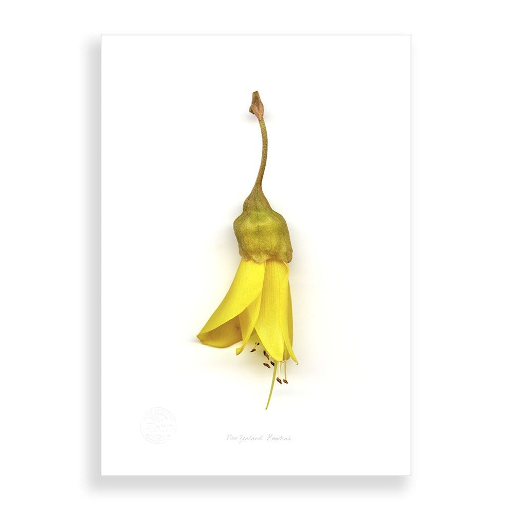 The Flora Kowhai Flower Single A2 Print features a single yellow New Zealand kowhai flower with a green base, vertically positioned stem-up, isolated on a plain white background—showcasing iconic New Zealand flora.