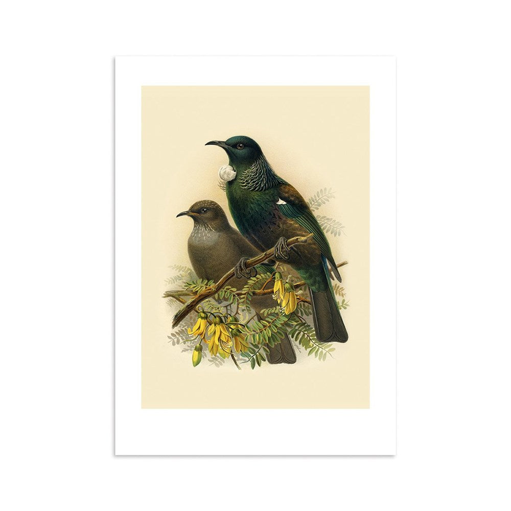 The Tui Bullers Bird Print is an archival-quality illustration inspired by Buller’s Birds, showing two birds perched on a branch with yellow flowers—one dark green with a white neck tuft, the other brown with a plain chest.
