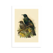 The Tui Bullers Bird Print is an archival-quality illustration inspired by Buller’s Birds, showing two birds perched on a branch with yellow flowers—one dark green with a white neck tuft, the other brown with a plain chest.
