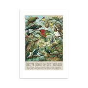 The NZ Native Birds Print showcases a vintage illustration of native New Zealand bird species on branches and in flight, with their names stylishly listed at the bottom in a decorative font.