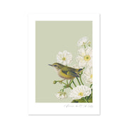 Vintage-style illustration of a green and yellow Rifleman bird perched on a stem among white flowers and green leaves, set against a light green background with white border. Birds & Botanics Rifleman Print.