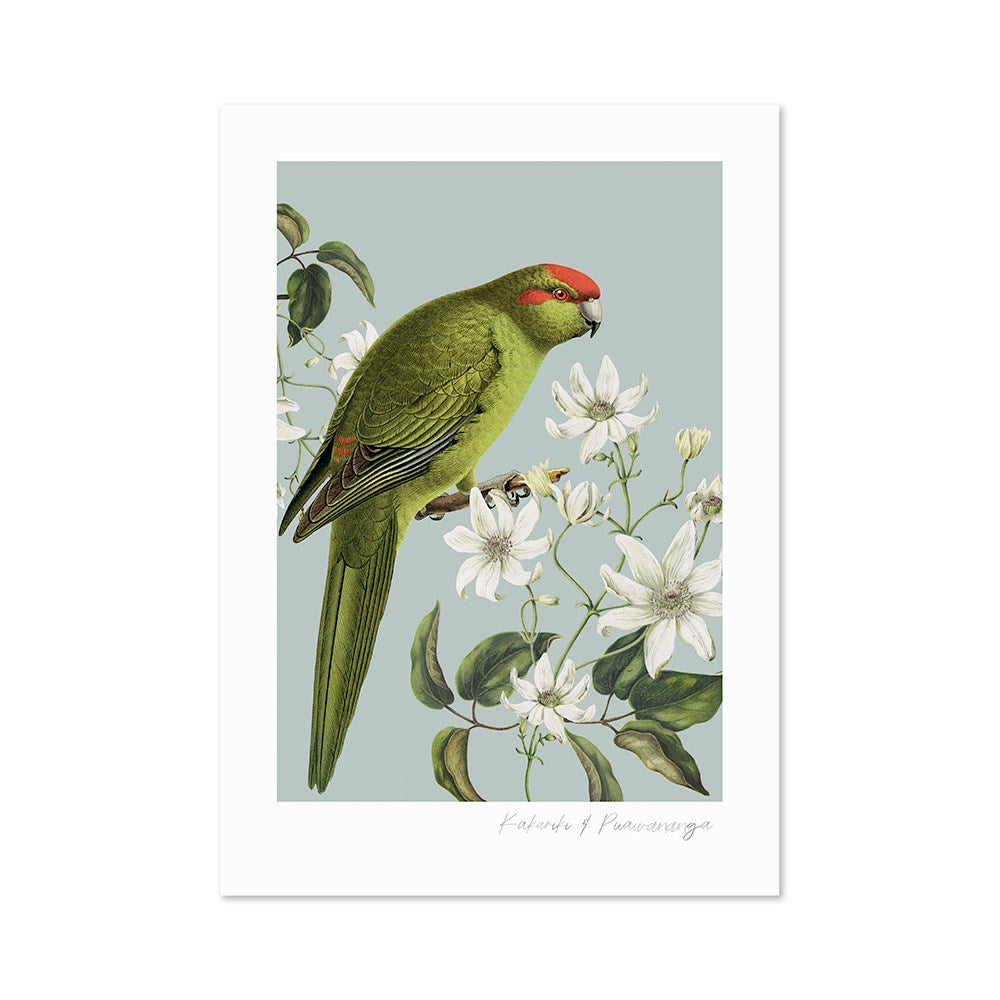 The Birds & Botanics Kakariki Print features a green parrot with a red head stripe perched among white flowers and green leaves, all set against a pale blue background in charming vintage style.