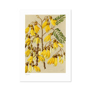 The Botanical Illustration Kowhai Print showcases a kōwhai branch with yellow, bell-shaped flowers and green leaves on a light beige background, inspired by vintage New Zealand botanical art.