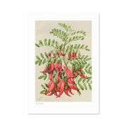 The Botanical Illustration Kakabeak Print features a vintage-inspired New Zealand branch with green leaves and vivid red, curved flowers on a light beige background—an ideal archival print for nature lovers.