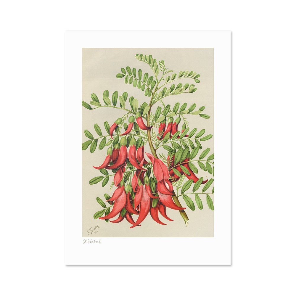 The Botanical Illustration Kakabeak Print features a vintage-inspired New Zealand branch with green leaves and vivid red, curved flowers on a light beige background—an ideal archival print for nature lovers.