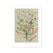 The Botanical Illustration Manuka Print features delicate flowering branches with small white, pink, and red blossoms and green leaves on a neutral beige background, inspired by vintage botanical illustrations.