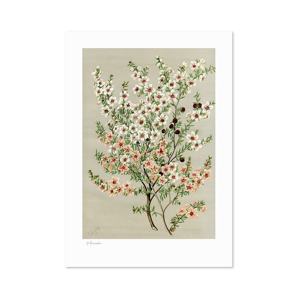 The Botanical Illustration Manuka Print features delicate flowering branches with small white, pink, and red blossoms and green leaves on a neutral beige background, inspired by vintage botanical illustrations.