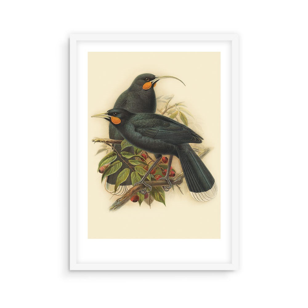 Huia Bullers Bird Print: This archival quality framed illustration features two black Huia birds with orange wattles on a branch with green leaves and red berries, set against a cream background.