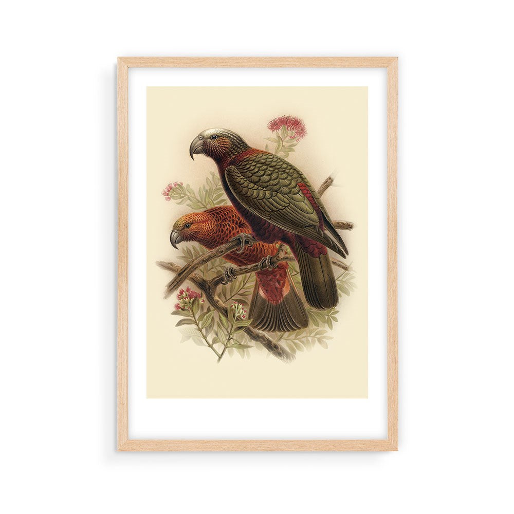 The Kaka Bullers Bird Print shows two parrots with green and red plumage on leafy, flowering branches. Displayed in a light wood frame against a plain background, this archival-quality print is made in New Zealand.