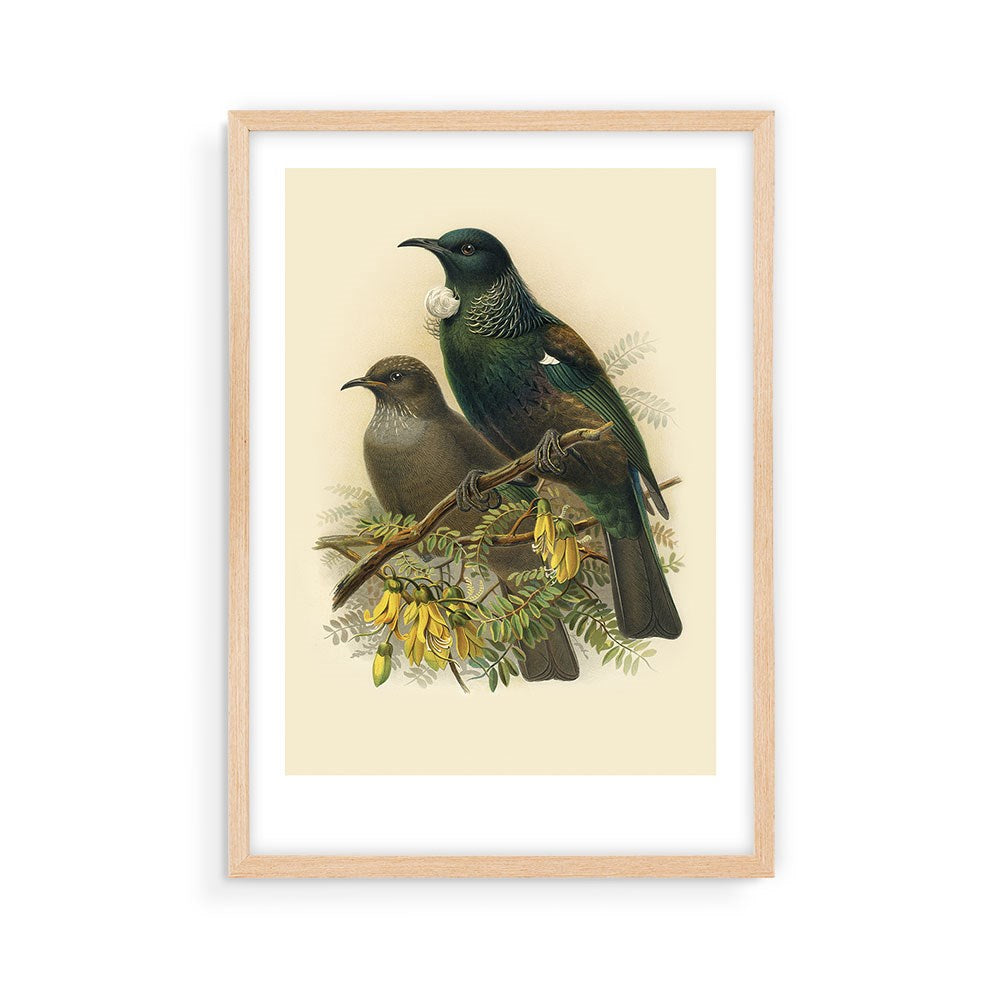 The Tui Bullers Bird Print is an archival quality framed illustration featuring two birds, one dark with iridescent green and white plumage, the other brown, perched on a branch with yellow flowers against a light background.