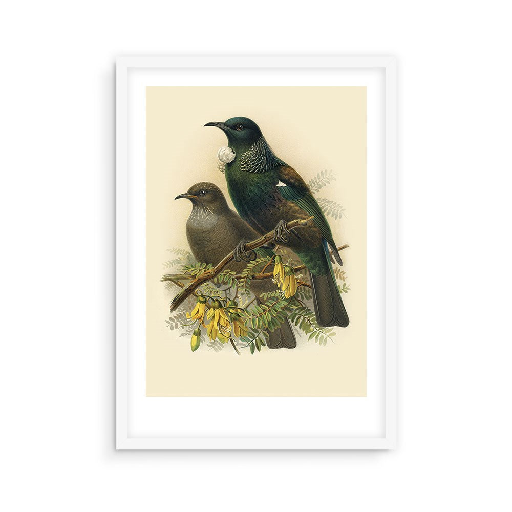 The Tui Bullers Bird Print features two birds on a flowering branch, inspired by Buller’s Birds of New Zealand. Set in a white frame with a cream background, this elegant artwork is an archival quality print.