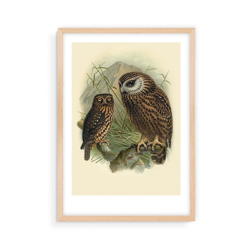 The Ruru Bullers Bird Print features two brown owls on branches with grass and mountains, inspired by Buller’s Birds. Archival quality print in a neutral wooden frame, shown against a white background.