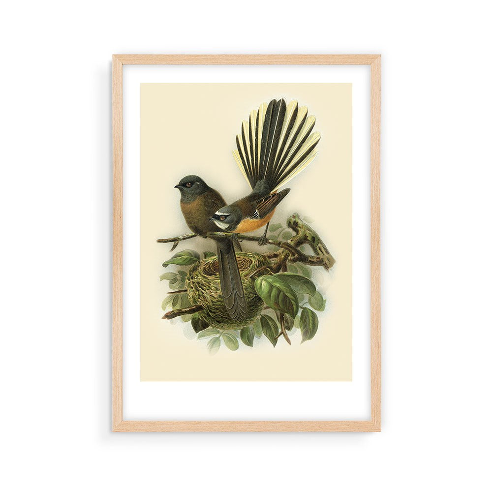 The Fantail Bullers Bird Print is a framed, archival-quality illustration from Bullers Birds, showing two fantails with fanned tails perched near a leafy nest on a cream-colored background.