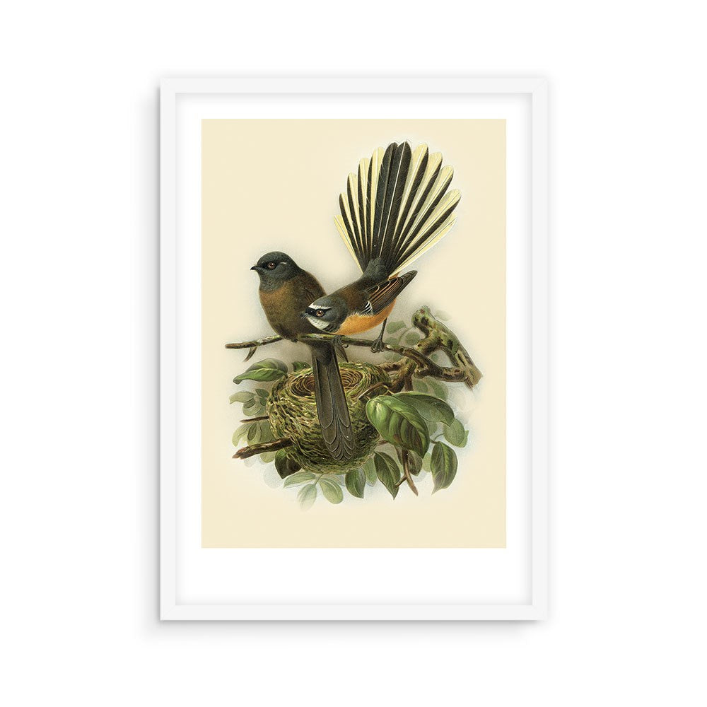 The Fantail Bullers Bird Print is an archival quality artwork featuring two small, dark brown birds with white markings and fanned tails above a nest, presented in a white frame against a light background.