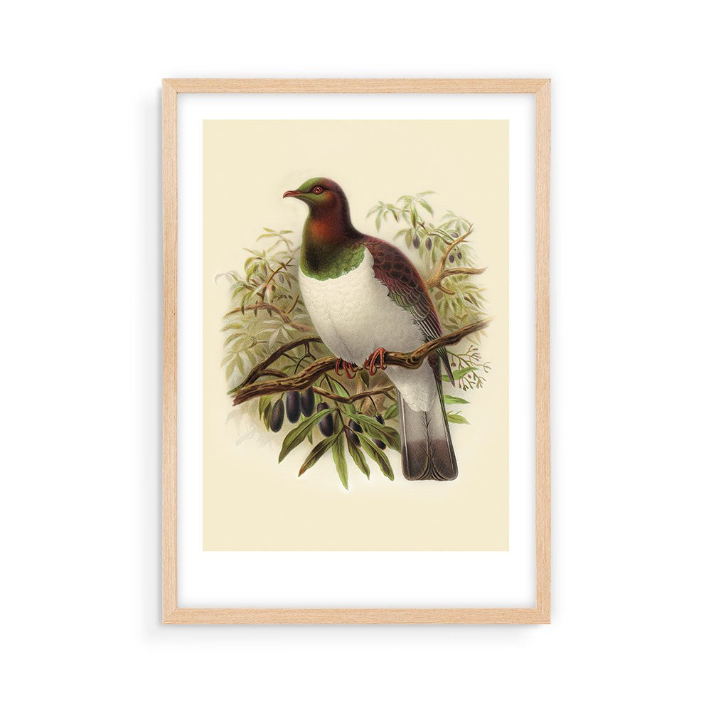 The Kereru Bullers Bird Print is an archival-quality framed illustration featuring a green-headed bird with a white chest and grey wings, perched on a branch with green leaves and dark berries, inspired by Bullers Birds.