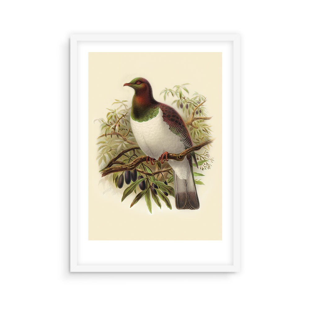 The Kereru Bullers Bird Print is an archival-quality framed illustration featuring a bird with a white belly, green head, and brown wings on a branch with green leaves and dark fruits, inspired by Bullers Birds on a light background.