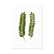 The Flora Kowhai Leaves A3 Print features two green fern-like leaves on art paper with handwritten “New Zealand Kowhai” and “Rachael Reeve,” celebrating New Zealand flora against a white background.