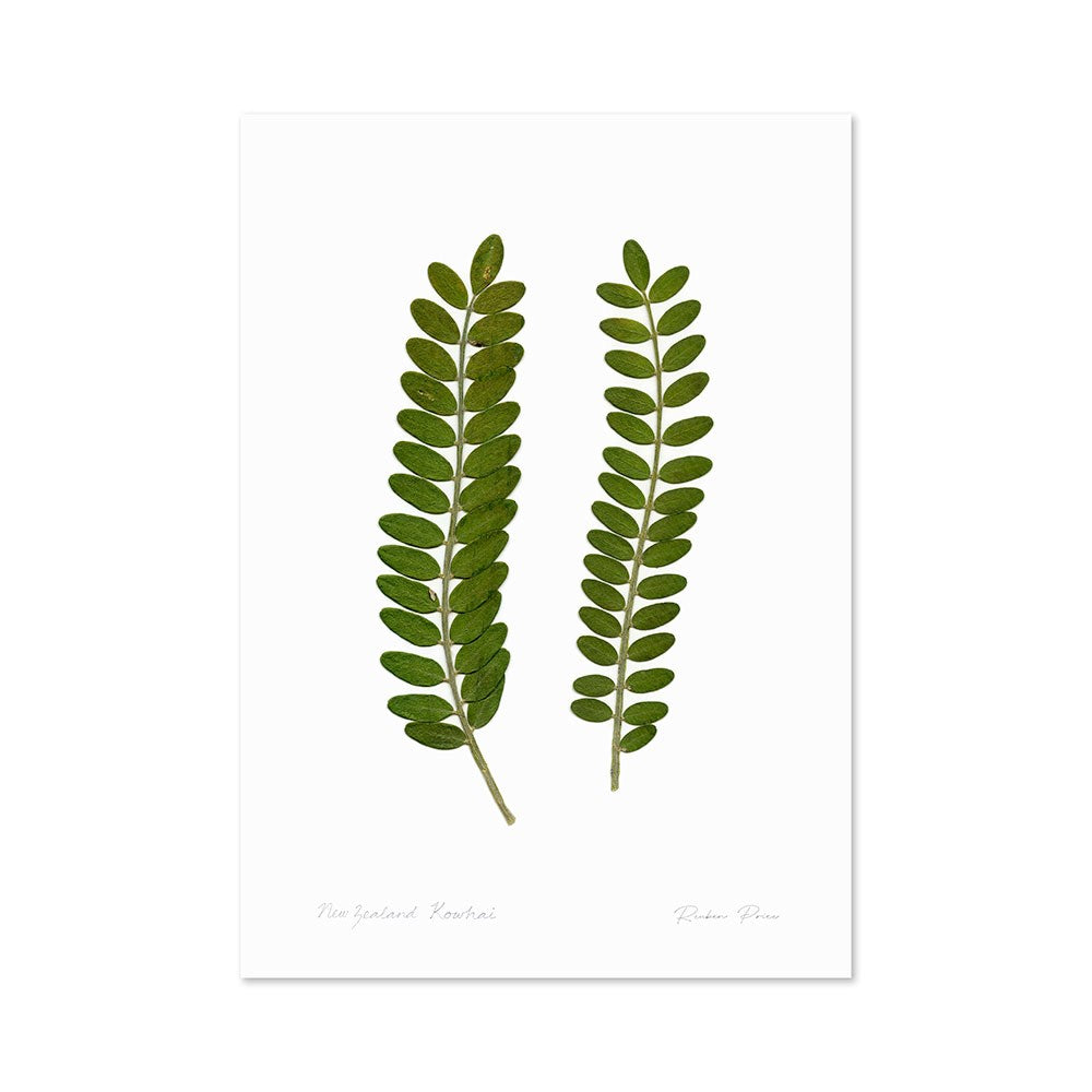 The Flora Kowhai Leaves A3 Print features two green fern-like leaves on art paper with handwritten “New Zealand Kowhai” and “Rachael Reeve,” celebrating New Zealand flora against a white background.