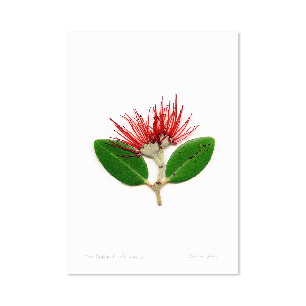 The Flora Pohutukawa Portrait A3 Print features a botanical illustration of New Zealands pōhutukawa with vivid red stamens and green leaves on a white background. Unframed, it’s a striking celebration of New Zealand flora on quality art paper.