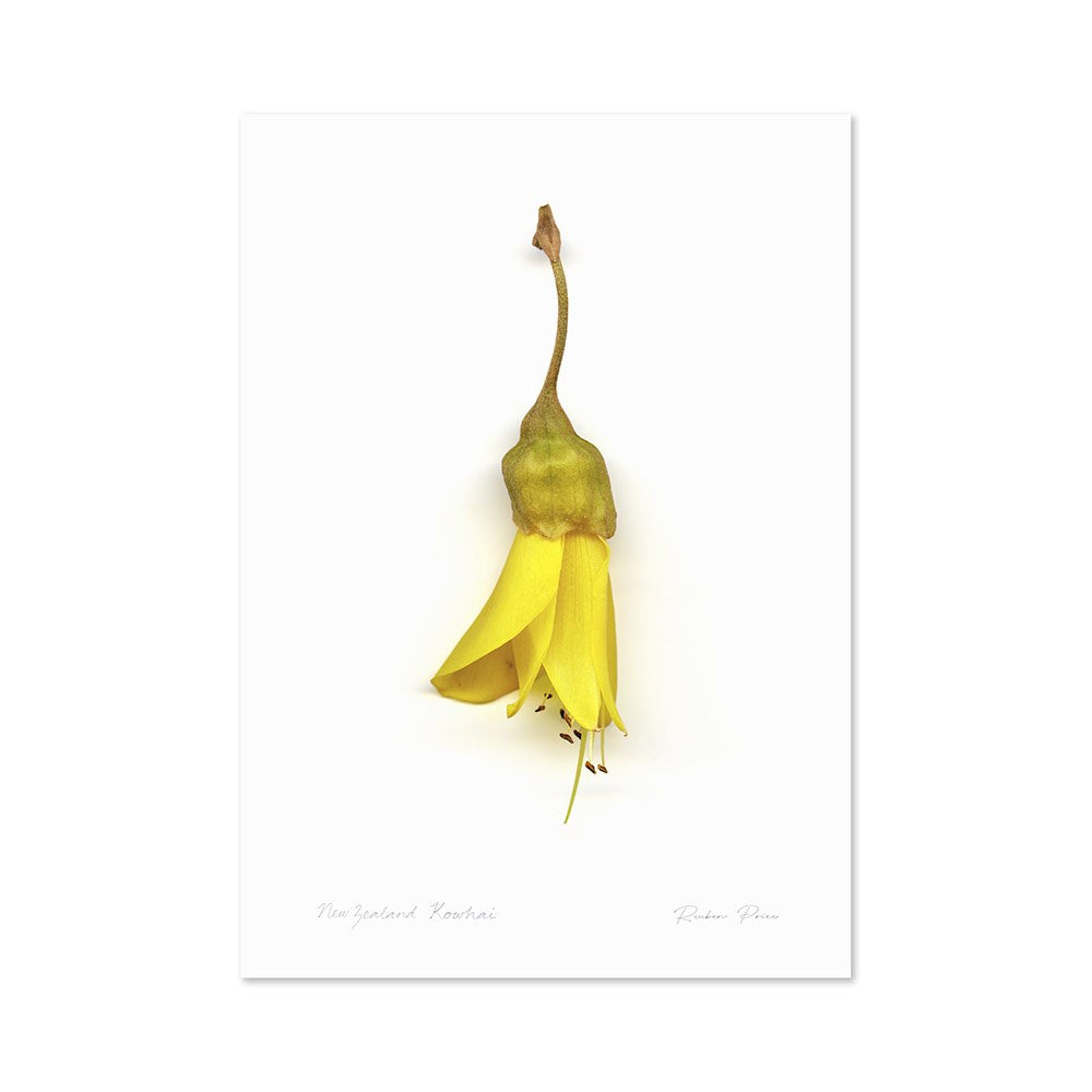 A modern realistic A3 print shows a single yellow kowhai flower with green base and long stem on a plain white background. Handwritten at the bottom: “New Zealand Kowhai,” “Robynne Pleas,” and New Zealand Flora.