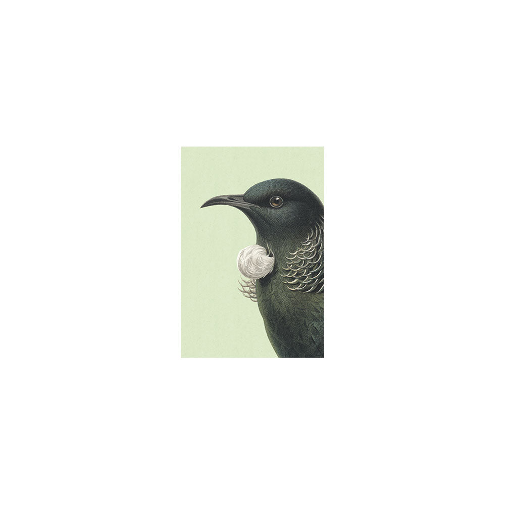 The Hushed Tui Gift Card & Envelope (6 Pack) features an illustration of a native New Zealand Tūī with dark green feathers, a black curved beak, and white throat tuft on a light green background—ideal for gifting.